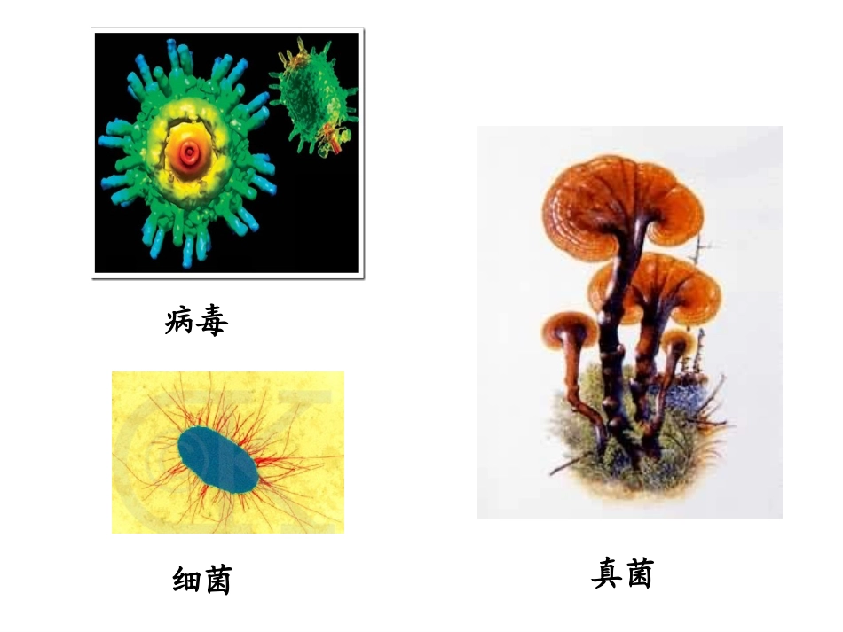 生物圈中的微生物复习课_第2页