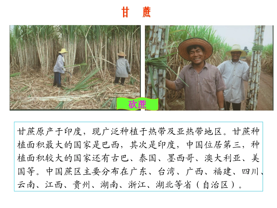 制糖工艺流程简介_第2页