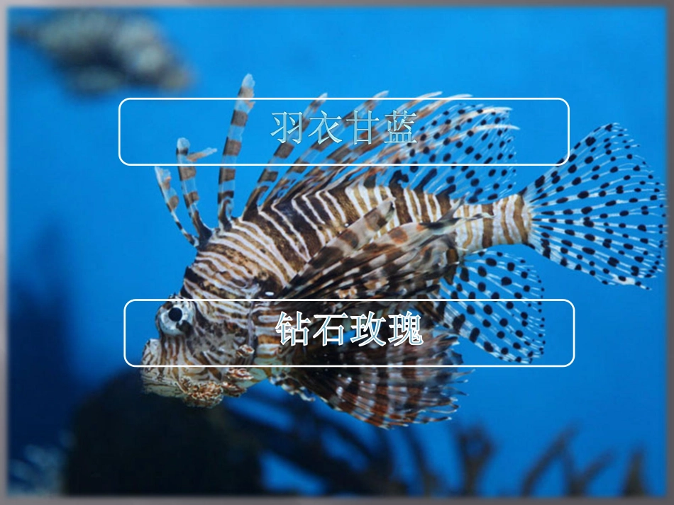 绿化苗木,花木,花卉,花木场之羽衣甘蓝,钻石玫瑰公司模板_第2页