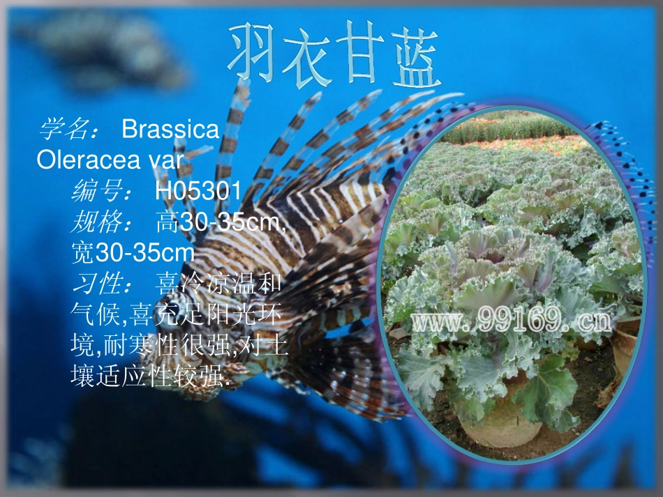 绿化苗木,花木,花卉,花木场之羽衣甘蓝,钻石玫瑰公司模板_第3页