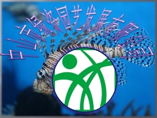 绿化苗木,花木,花卉,花木场之羽衣甘蓝,钻石玫瑰公司模板