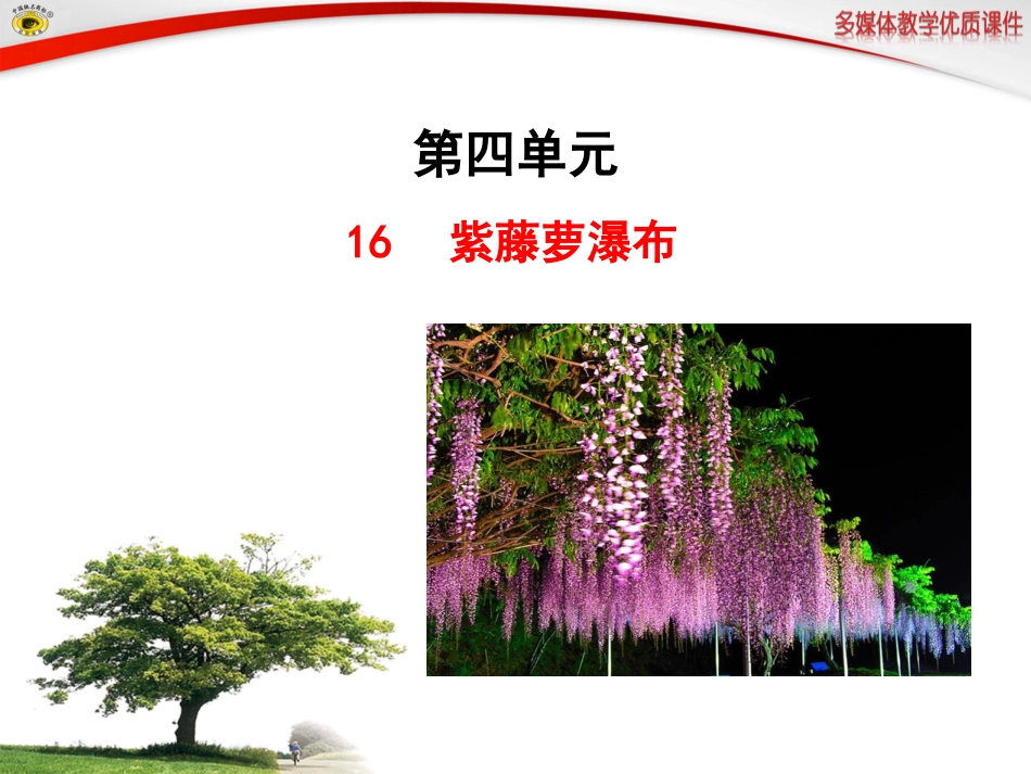 紫藤萝瀑布课件_第1页