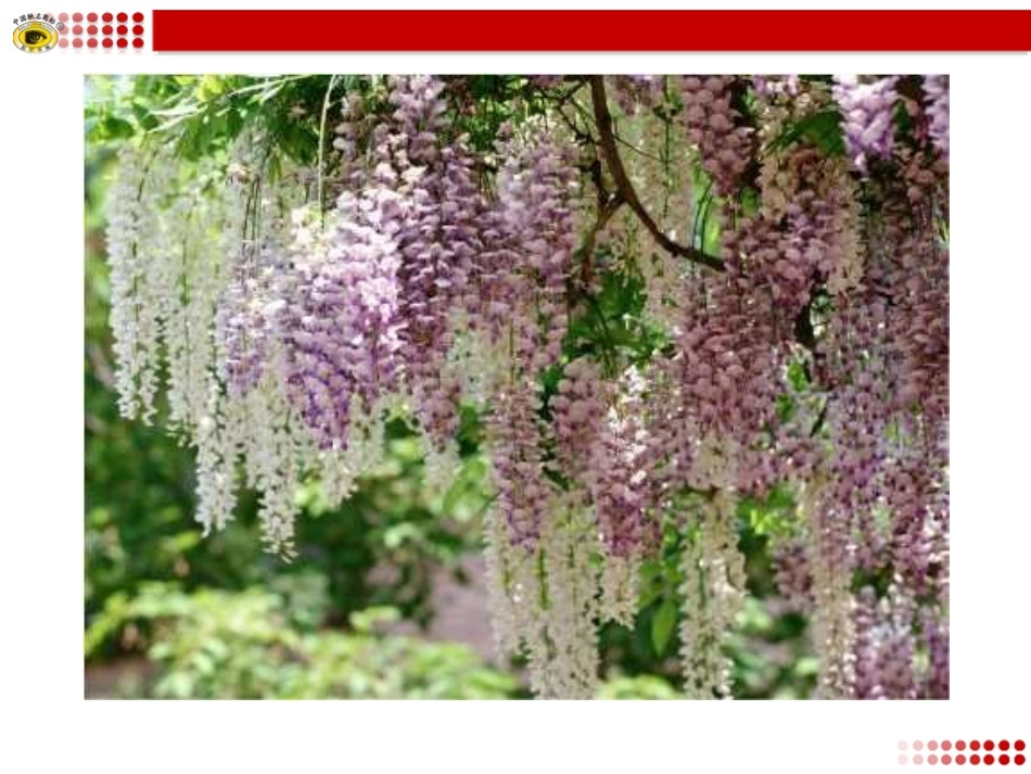 紫藤萝瀑布课件_第2页