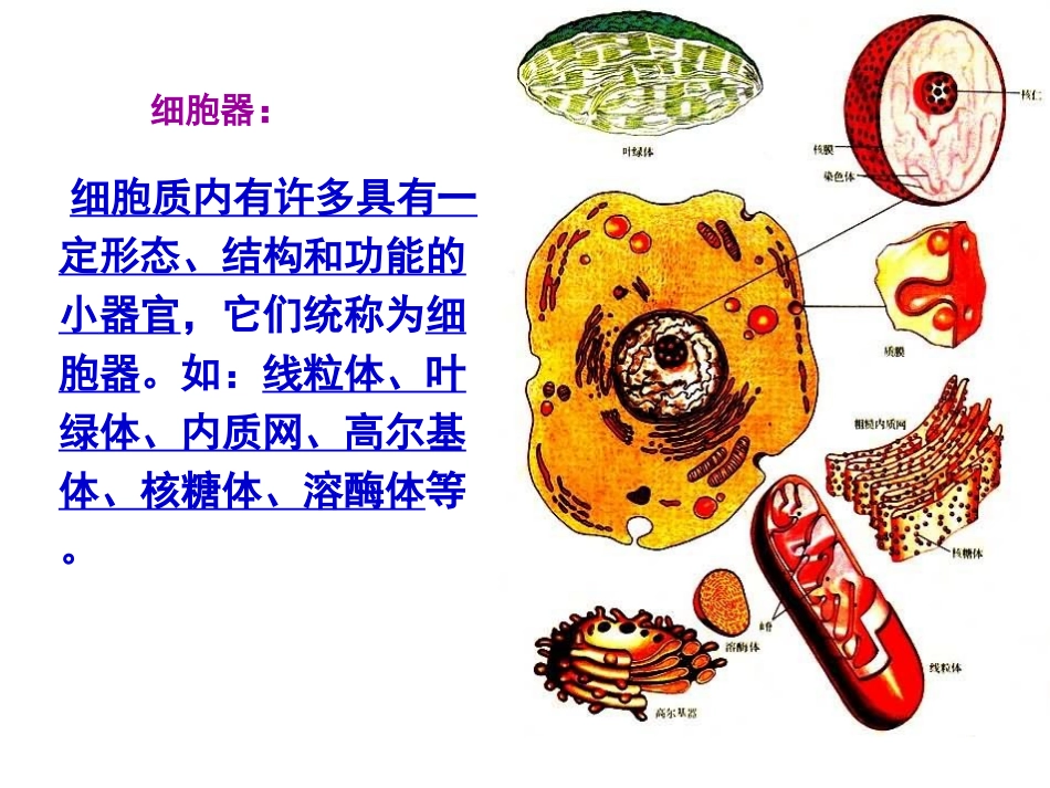 生物学①必修3.2《细胞器——系统内的分工合作》PPT课件_第3页