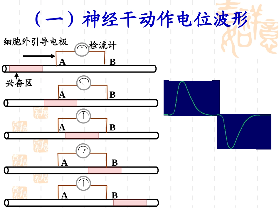 神经干动作电位传导速度的测 定与动作电位不应期的观察_第2页