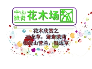花木,苗木,广东花木场之玉龙草,银边草,银边山菅兰,鸳鸯茉莉14
