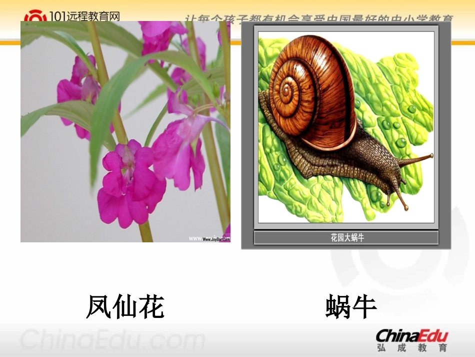 教科版小学四上41身体的结构课件(1)_第2页