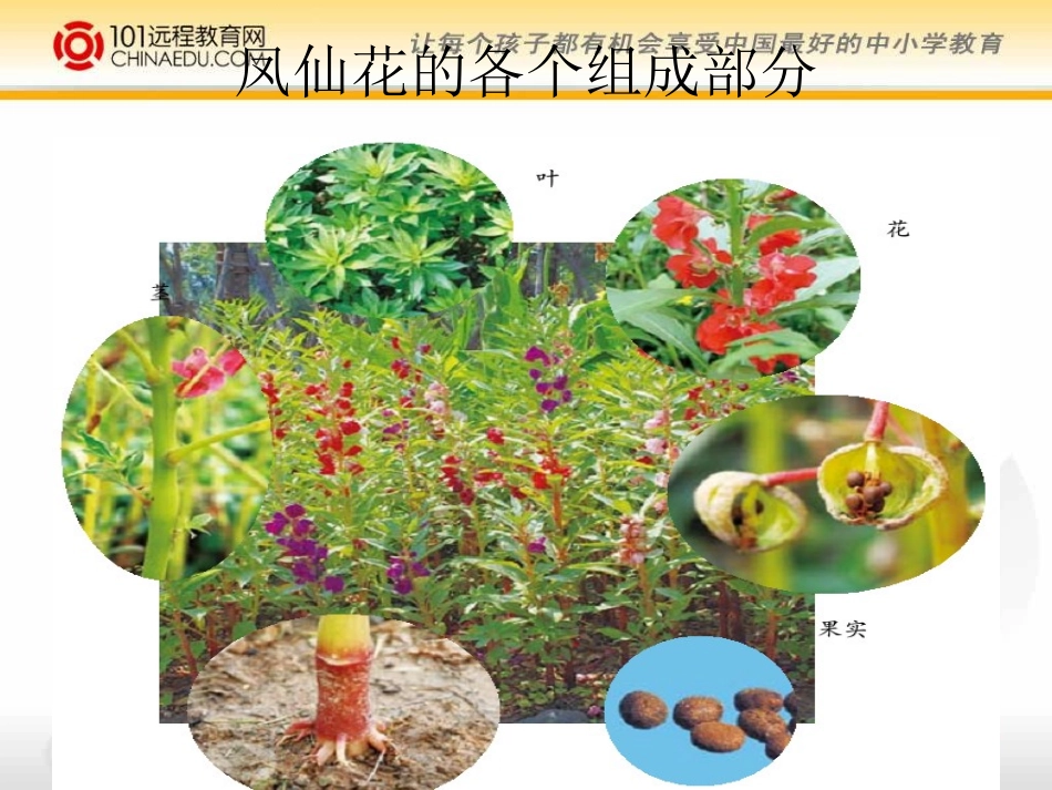 教科版小学四上41身体的结构课件(1)_第3页