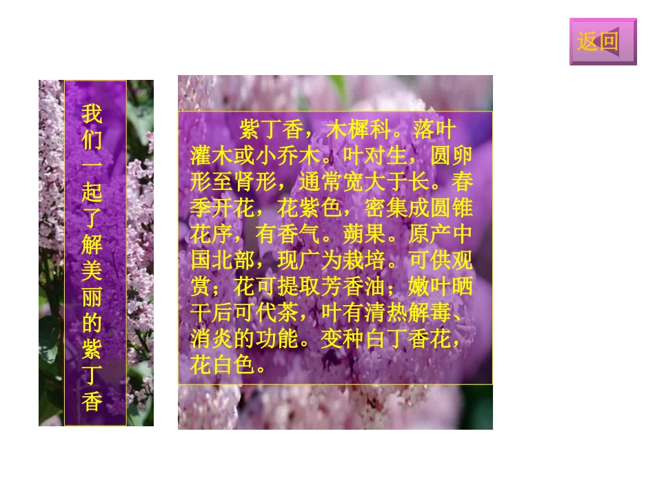 人教版二年级语文上《一株紫丁香》_第2页