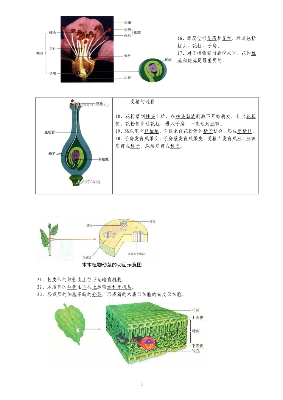 初中生物图集_第3页
