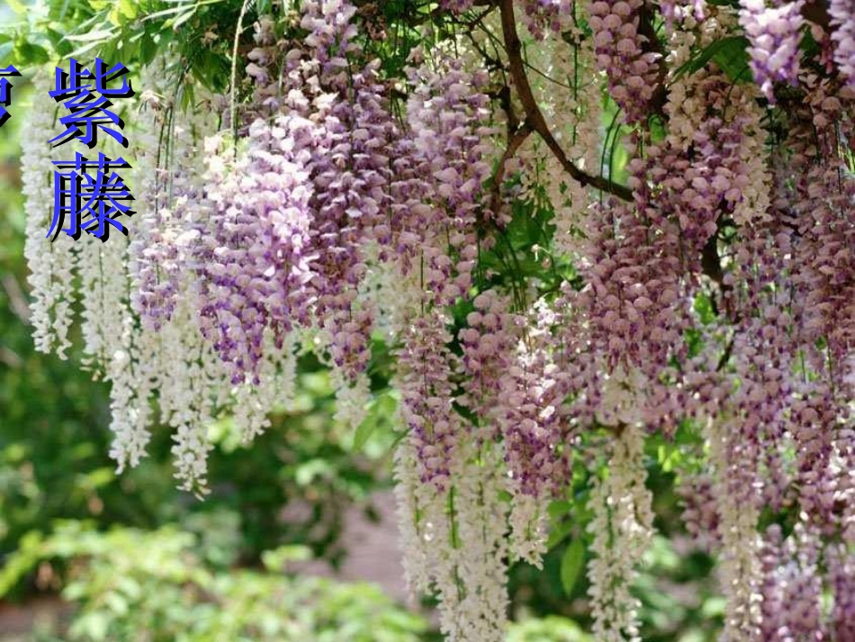 《紫藤萝瀑布》课件_第1页