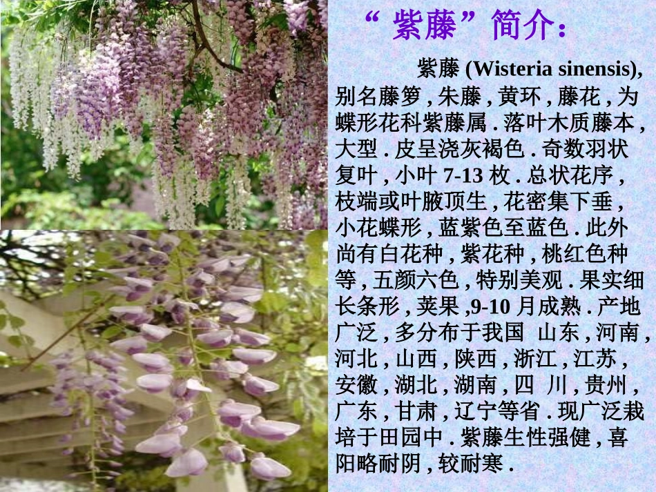 《紫藤萝瀑布》课件_第2页