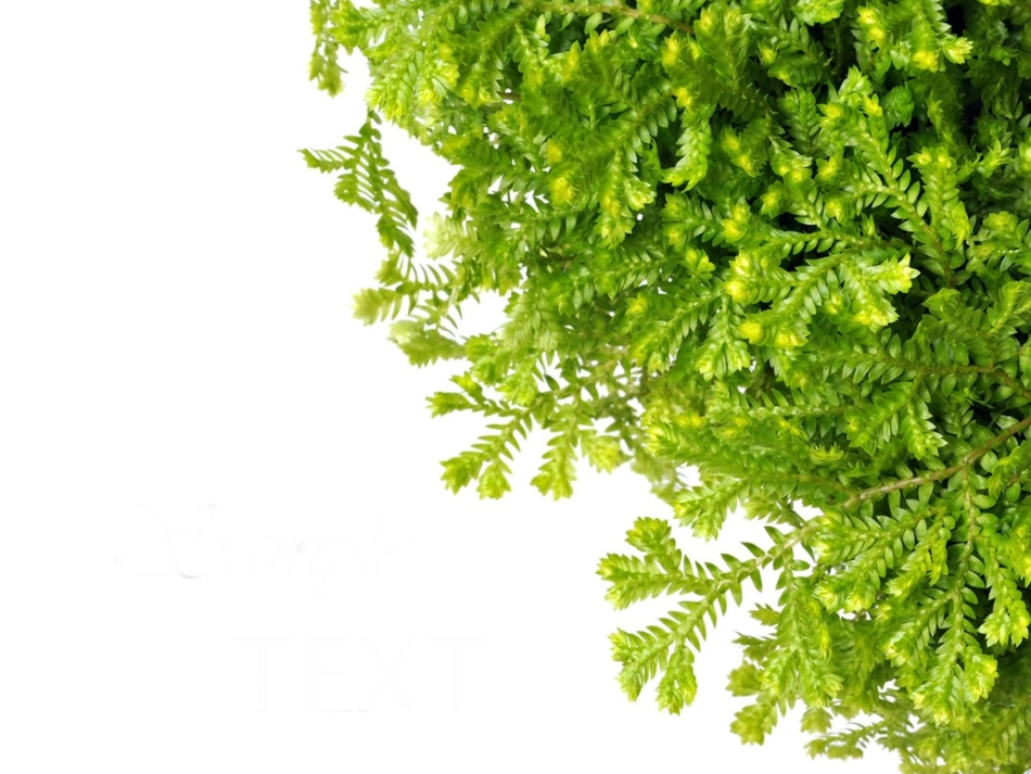 精美的PPT_第1页