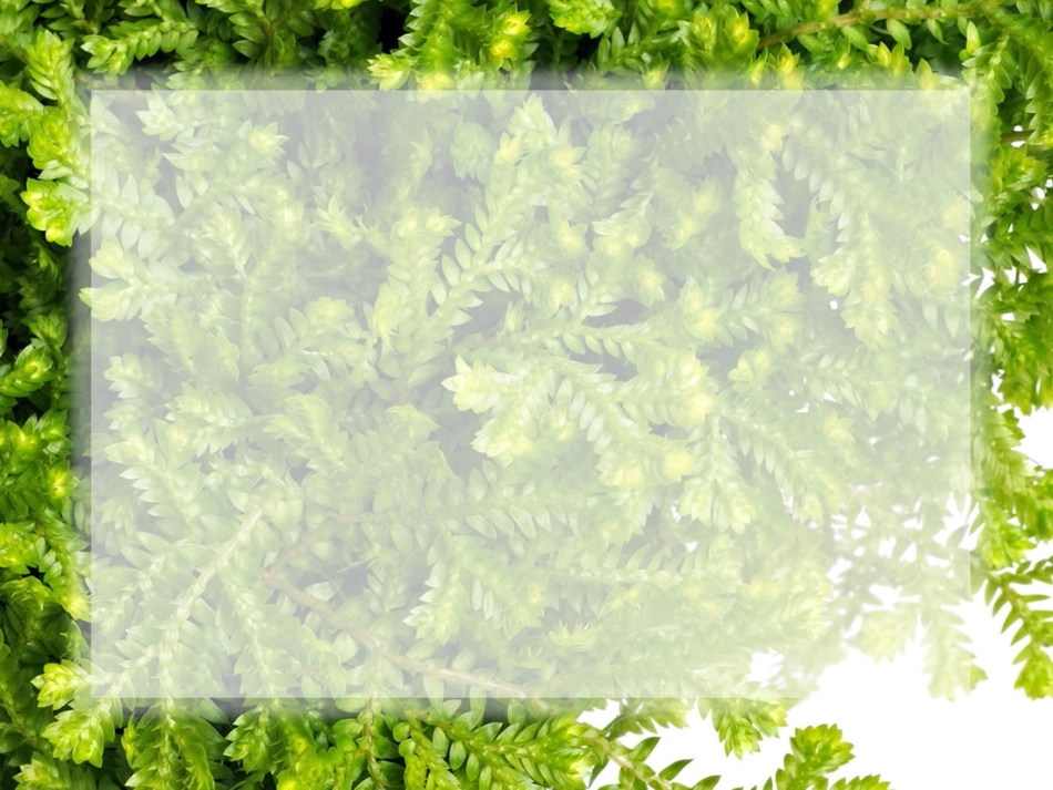 精美的PPT_第2页