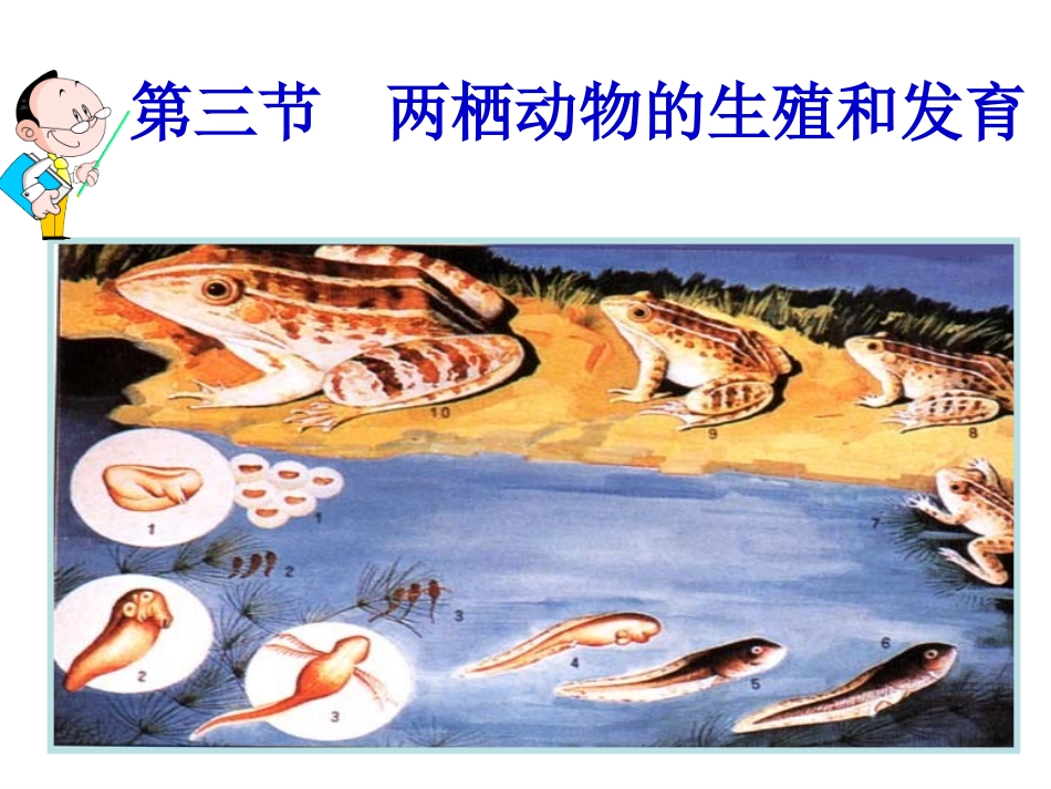 八年级生物下册第七单元第一章第三节两栖动物的生殖和发育人教版_第2页