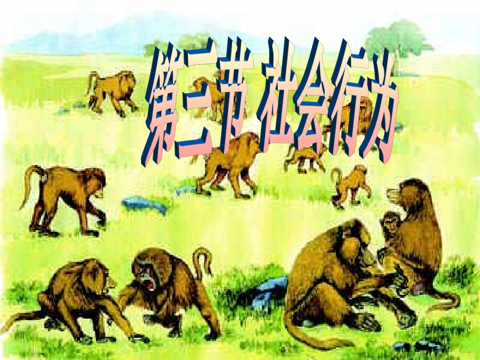 社会行为课件_第1页