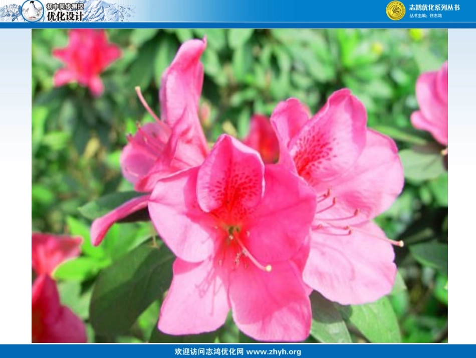 花儿为什么这样红_第2页