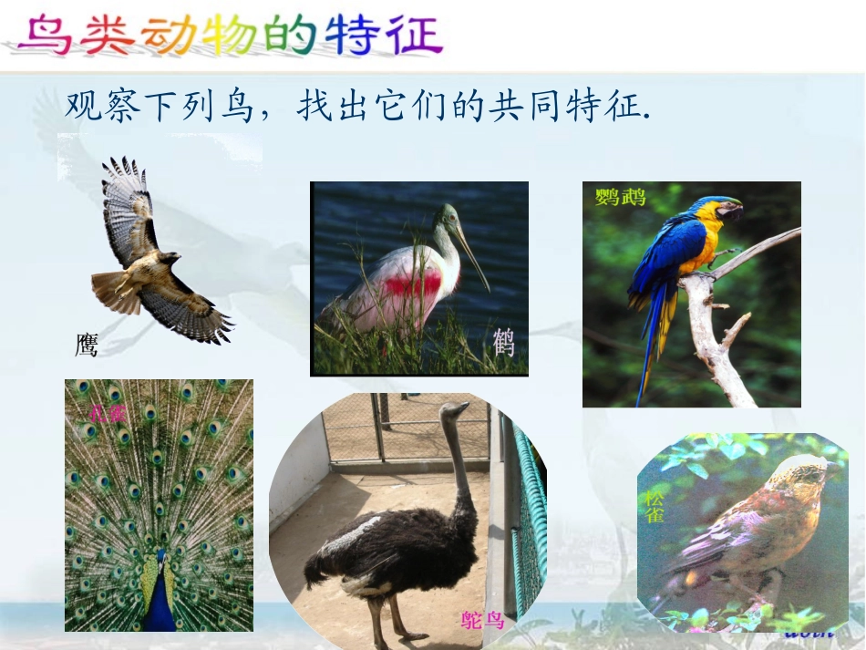 六年级科学(上册)第三课-鸟类动物的特征vf4pp_第2页