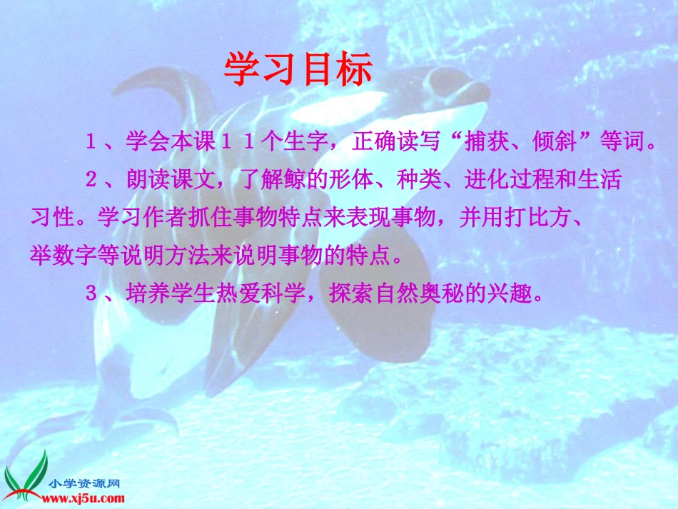 人教版五年级语文上册《_鲸》课件_第2页