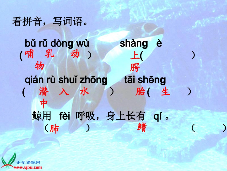 人教版五年级语文上册《_鲸》课件_第3页