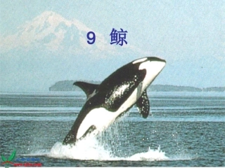 人教版五年级语文上册《_鲸》课件