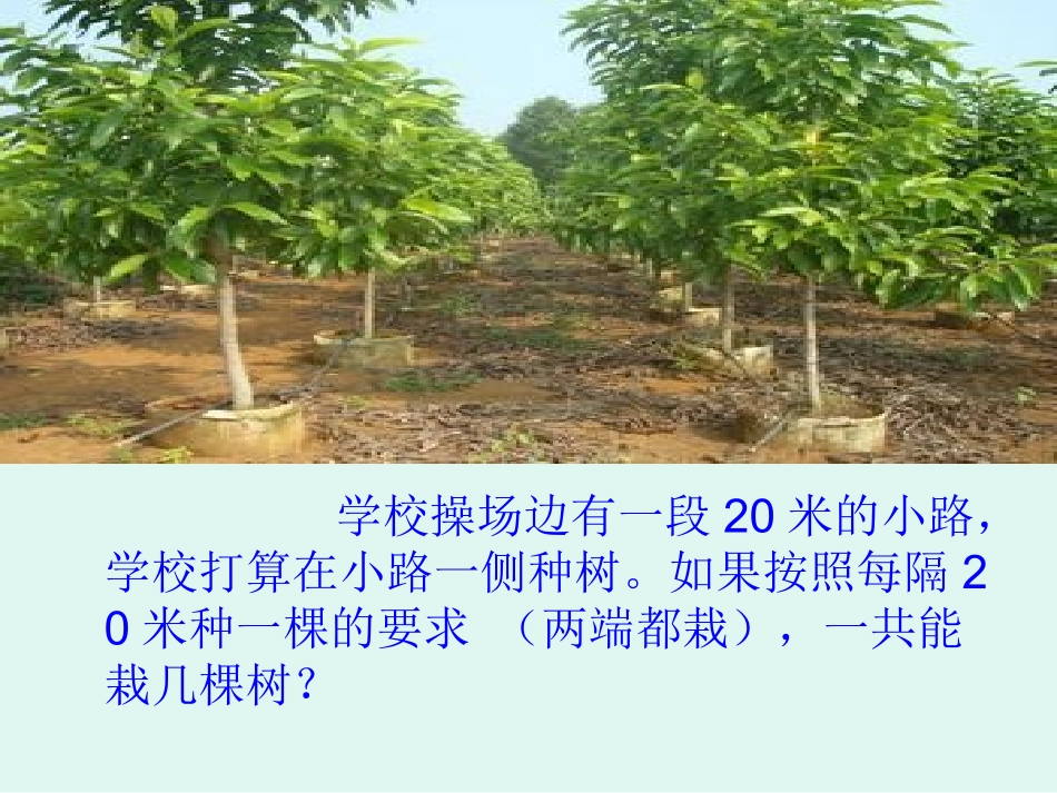 人教版四年级数学下册第八单元数学广角《植树问题_第1课时》PPT课件(修改)_第3页