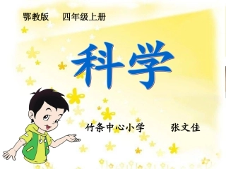 观察一棵树课件