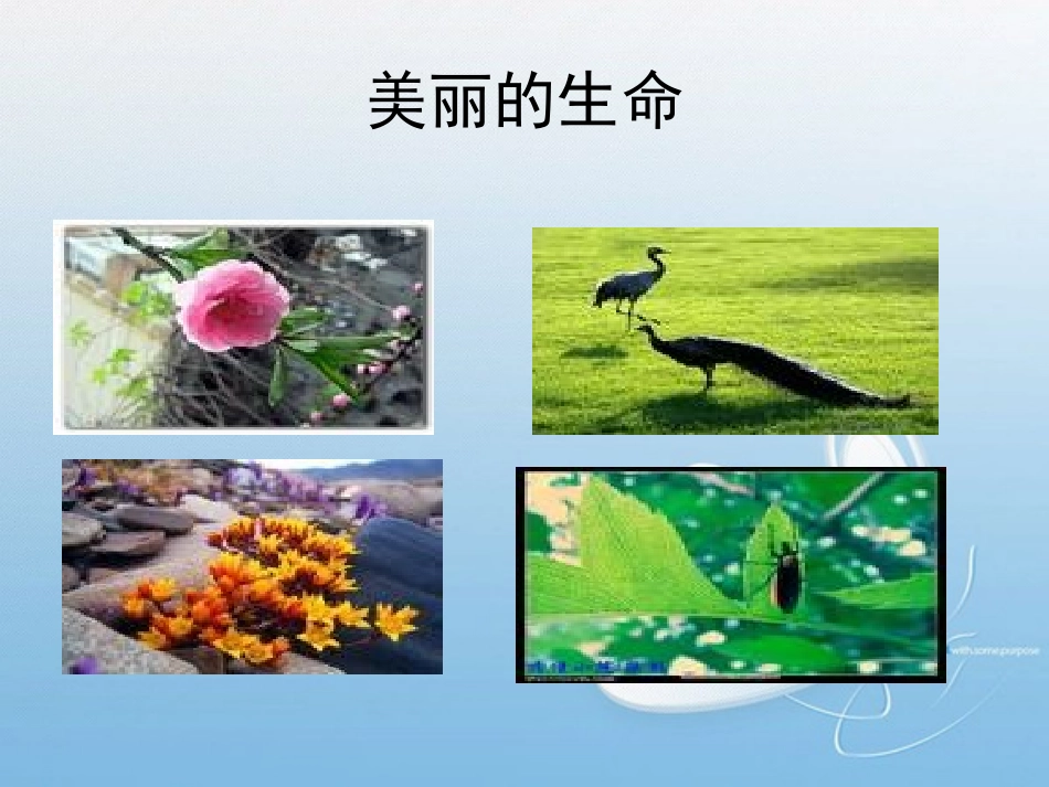 短文两篇《蝉》《贝壳》课件_终结版_第2页