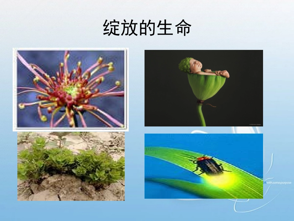 短文两篇《蝉》《贝壳》课件_终结版_第3页