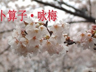 卜算子+咏梅课件（苏教版七年级语文下册）