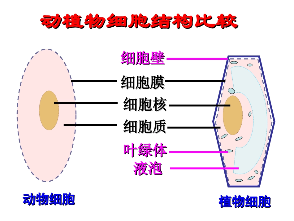 《细胞的生活》课件_第3页