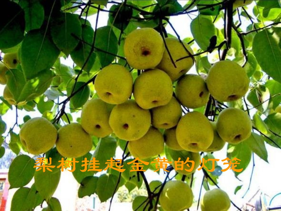 人教版二年级语文上册《秋天的图画》课件_第3页
