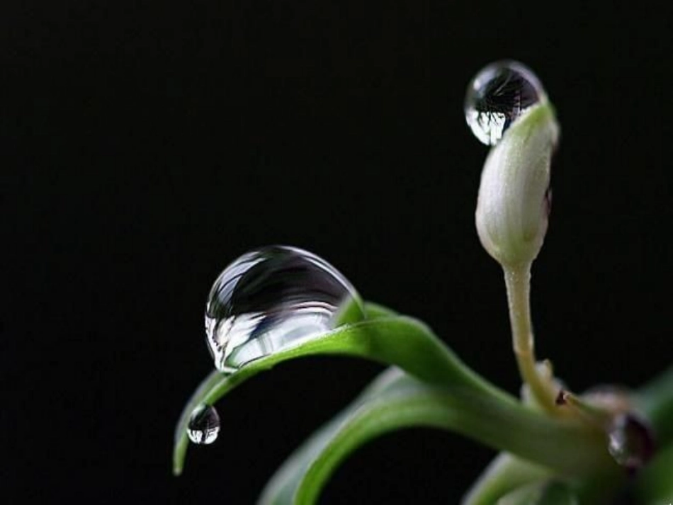 《小露珠》课件_第2页