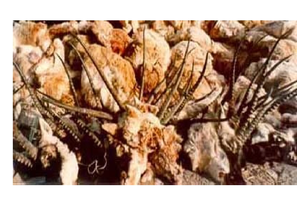 斑羚飞渡课件 (2)_第1页