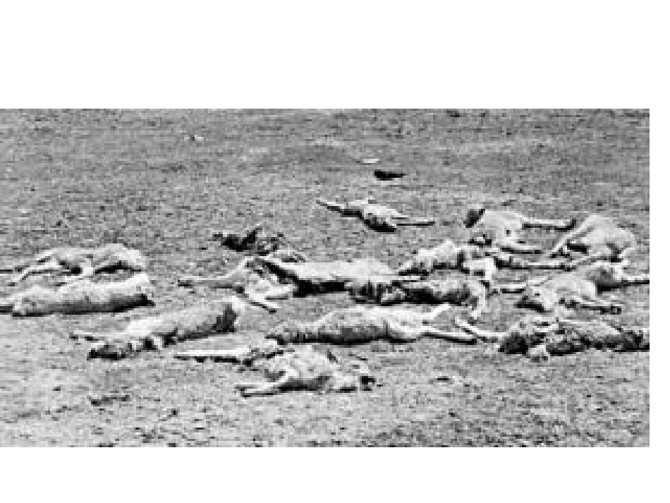 斑羚飞渡课件 (2)_第2页