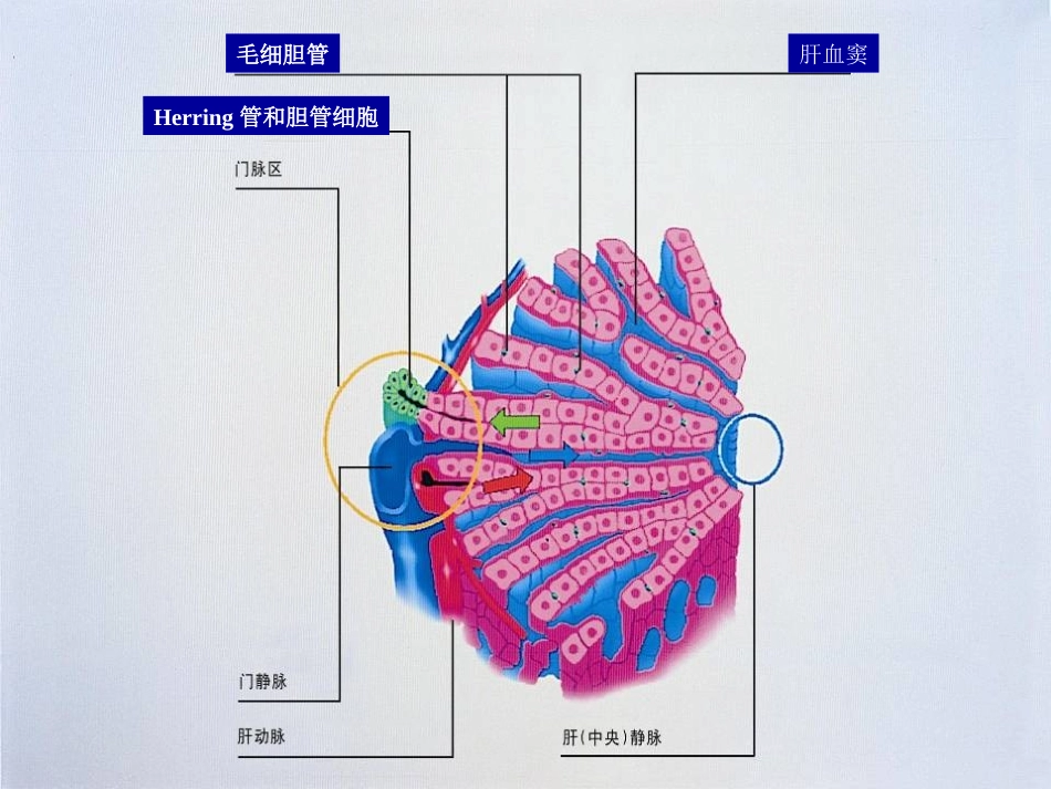 黄疸的诊断和治疗_第3页