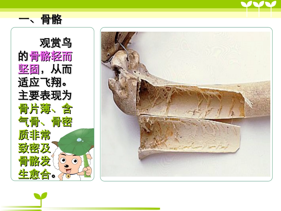 鸟的解剖生理(喜羊羊版)_第3页