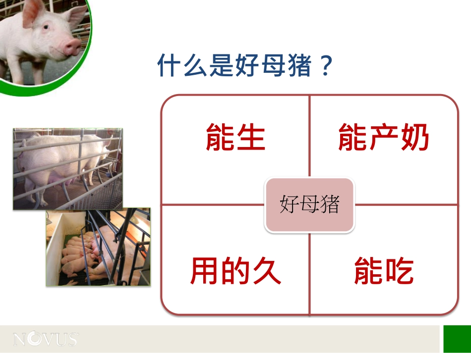 高应激期间的营养管理对策_第2页