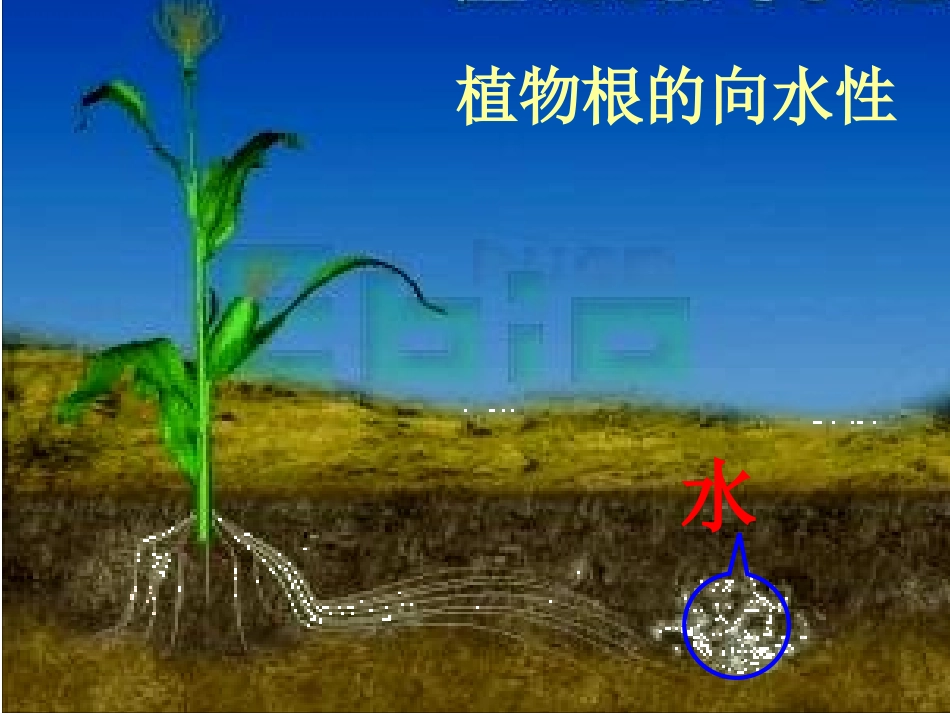高中生物必修3 植物的激素调节_第3页
