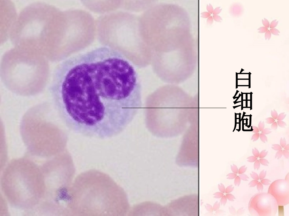 高倍显微镜观察红细胞_第2页