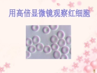 高倍显微镜观察红细胞