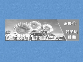 高中生物生物必修一酶与ATP