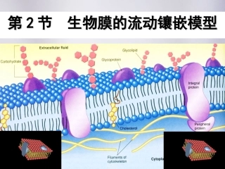 高中生物 必修一 4.2生物膜的流动镶嵌模型