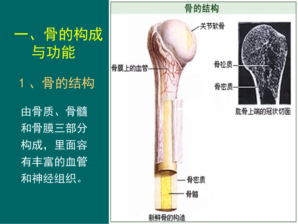 骨骼系统健康知识J_第3页