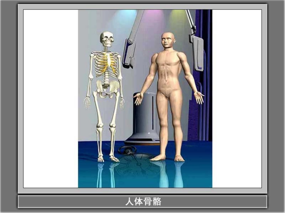 骨骼、关节和肌肉_第2页