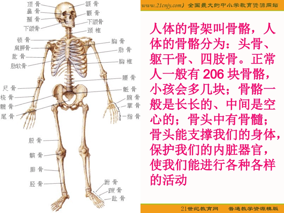 骨骼、关节和肌肉_第3页