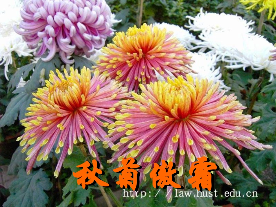 《秋天的图画》_PPT_课件__-_人教二年级上册_第3页