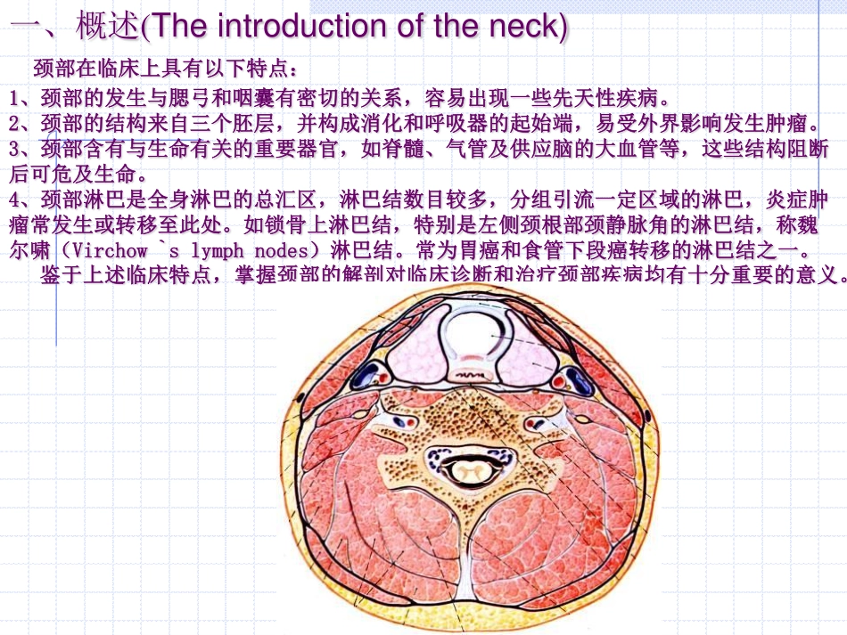 颈部的应用解剖_第2页