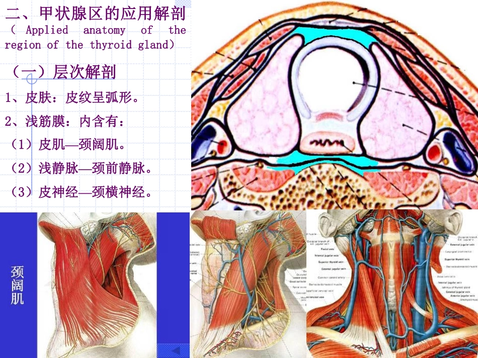 颈部的应用解剖_第3页