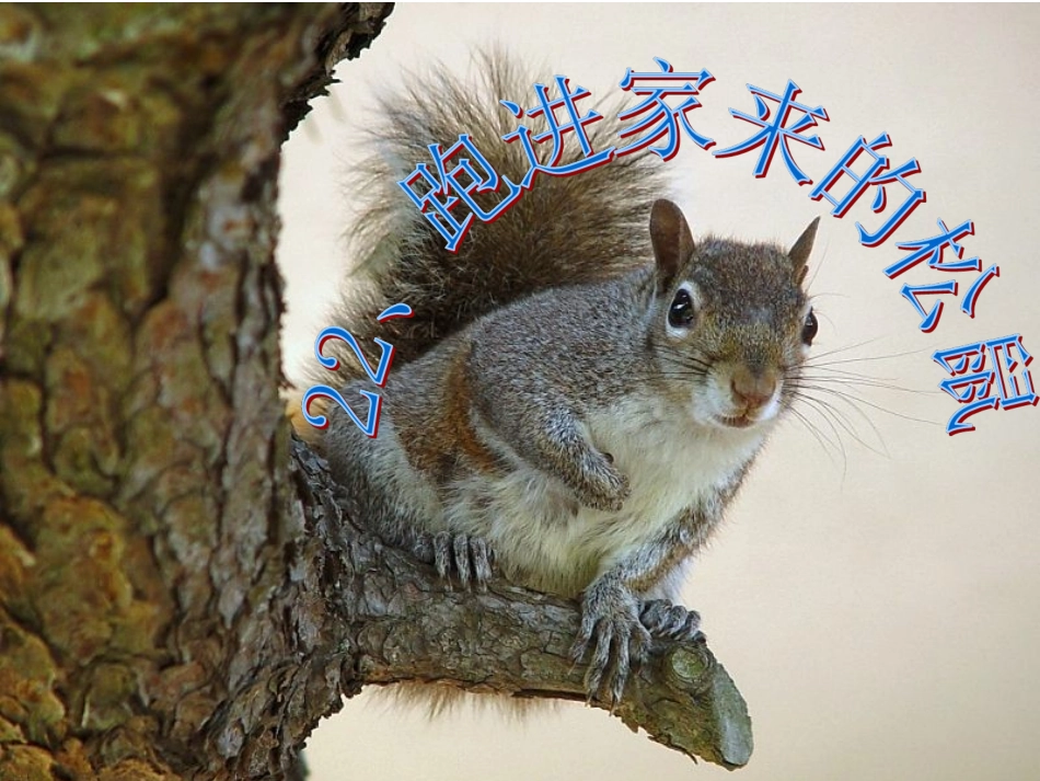 跑进家来的松鼠课件2_第2页